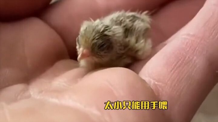 หลังทะเลาะกับแฟน แฟนหนุ่มก็ให้ลูกไก่สองตัวมา เลี้ยงจนโตถึงได้รู้ว่าจริงๆ แล้วเป็นนกกระทา