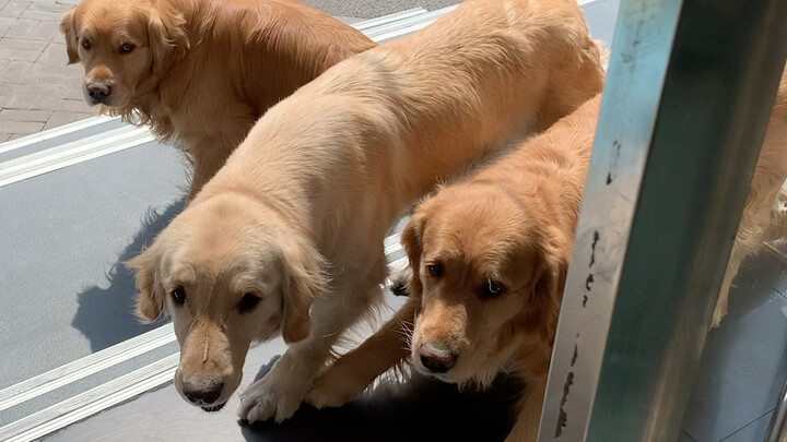 Some say if we're afraid of dogs, we should just hide.