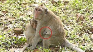 Million Pity Baby Monkey Janet Hurt With Injury His Hand