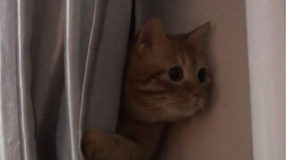 WeChat 8.0 - Cat: Is your husband gone?