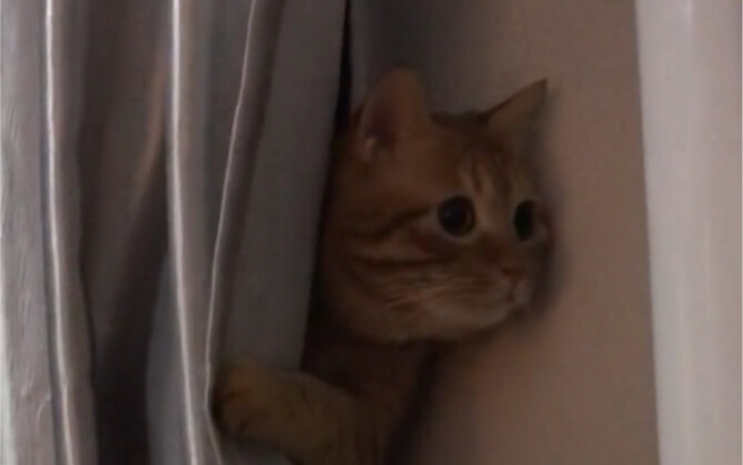 ويتشات 8.0 - القط: هل ذهب زوجك؟