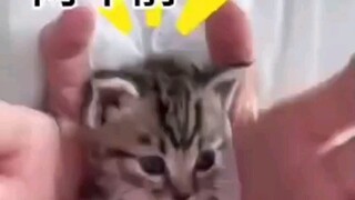 تحول القط الصغير ذو الأنف المثير إلى رجل مسن لزج