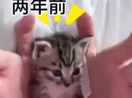 The kitten has grown from a cute little nose to a greasy middle-aged man.