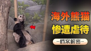 هل تتعرض الباندا الصينية المقيمة في أمريكا للإساءة؟ هل تعاني من الجوع لدرجة أن وزنها انخفض بشكل ملحو