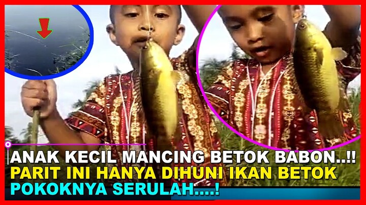 SPORT MANCING HUSUS BETOK ~ ANAK KECIL MANCING IKAN BETOK / IKAN PAPUYU
