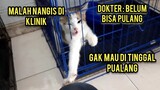 Anak Kucing Ini Menangis Di Klinik Gak Mau Di Tinggal Takut Kehilangan Yang Menolongnya..!