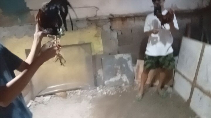 Micro 9months 4xwinner balda kanan Vs Texas High Station 1yrs old micro win