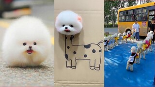 Funny and Cute Dog Pomeranian 😍🐶| Funny Puppy Videos #69