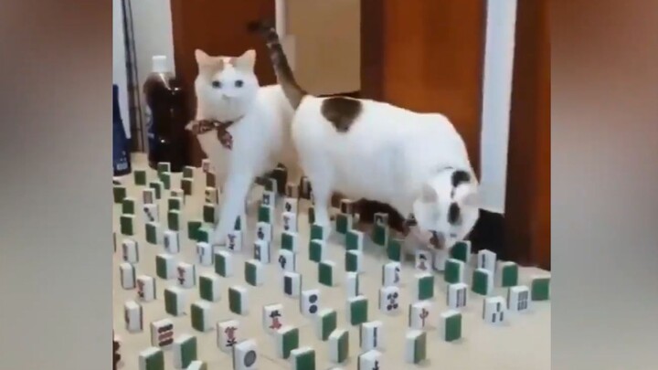 Cat: Actually, I knock things over on purpose!