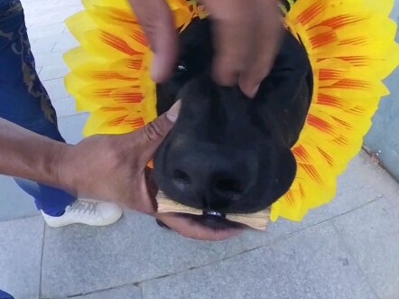 Woof Woof Bee