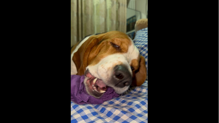 شاي سيّدي المرّ والبنفسجي لذيذ جدًا (*´I`*)