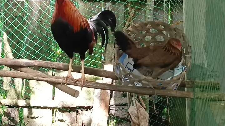 #breeding #SuperAlvisgamefarm