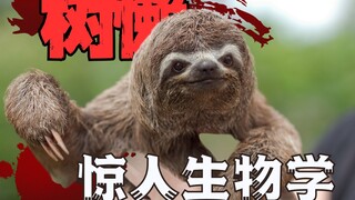 树懒那么慢，为什么不会灭绝？