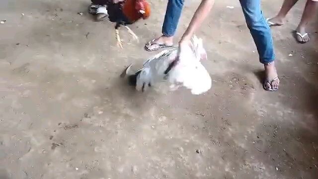 pumapalakpak na palo