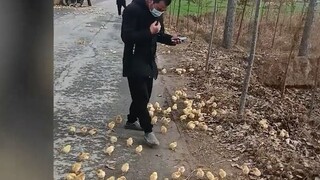 Ratusan anak ayam terlantar di pinggir jalan dan mengerumuni orang-orang. Warganet merasa kasihan pa