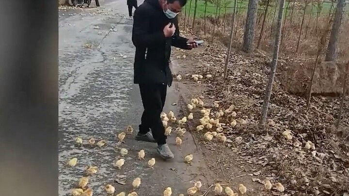 Ratusan anak ayam terlantar di pinggir jalan dan mengerumuni orang-orang. Warganet merasa kasihan pa