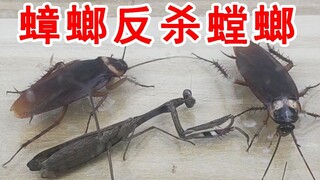 颠覆三观！蟑螂反杀螳螂！这个你们肯定没见过！
