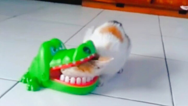 Sialan, aku minta kalian bersuara untukku, bukan malah membuat kalian tertawa!