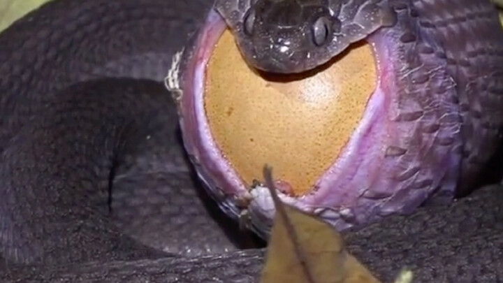 Xem ra câu “lòng người tham lam đến mức rắn nuốt voi” quả là đúng.