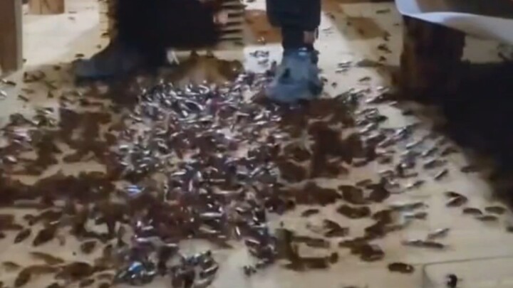 Cockroach farms raise these insects for food, waste management, and the production of pharmaceutical