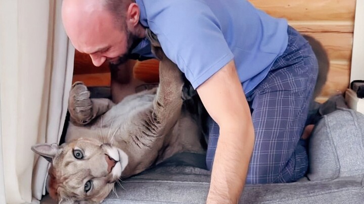 An overtired cougar is the easiest to take down.