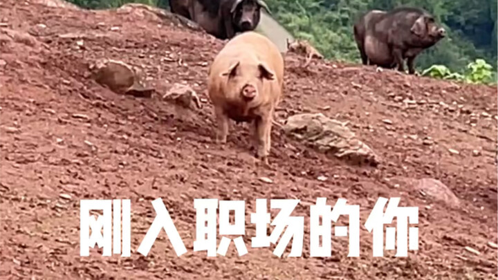 ดีนะที่ไม่ให้ตู้ตู้ไปเฉิงตู จริงๆ แล้วมันอันตรายมาก!