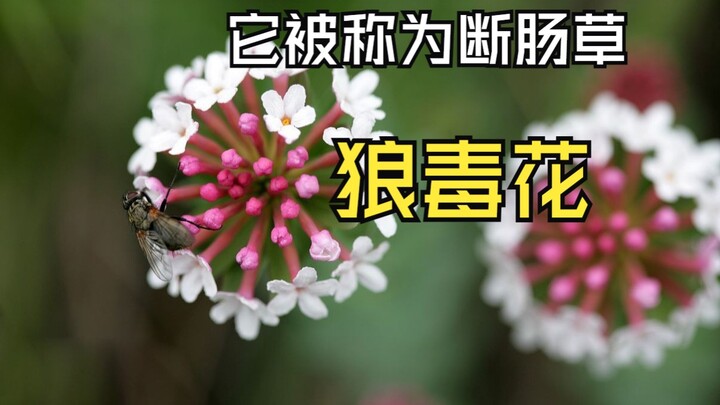 Hoa Lang Độc, còn được gọi là cây Đoạn Trường Thảo. Hoa nở rực rỡ nhưng đây lại là một loại cây cực 