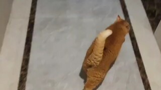I wanted to take a video of my cat welcoming me home.