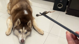 I heard that if you feed dogs with chopsticks, they won’t even touch the chopsticks?