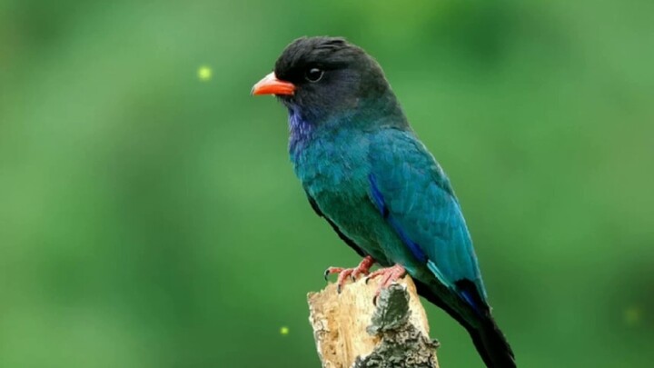 BURUNG TENGKEK BUTO GACOR DENGAR SUARA GEMERICIK AIR