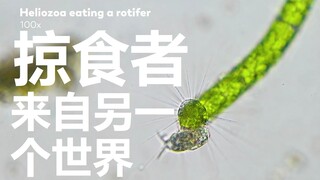 Predator from Another World