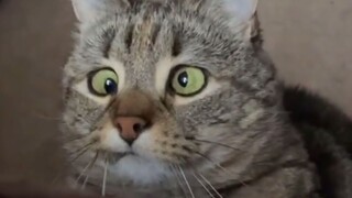 “25 ekor kucing pun tak cukup untuk menghasilkan satu otak”