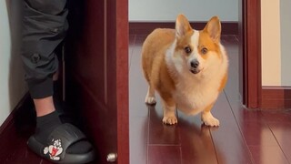 Apa reaksi Corgi ketika kau bersembunyi di balik pintu untuk menakuti anjing?