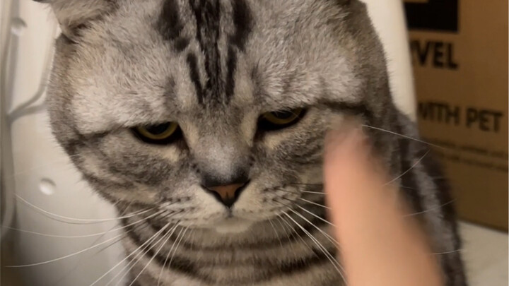 كيف يمكن أن يكون هناك قط صغير لا يعرف كيف يشرب الماء؟!