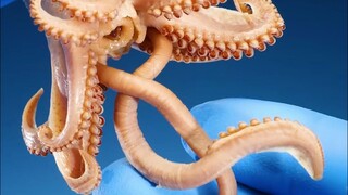 สังเกตขาของปลาหมึกและหมึกยักษ์ผ่านเลนส์มาโคร ที่แท้บนตัวหมึกยักษ์มีความลับมากมายซ่อนอยู่