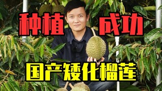 【水果猎人】重大突破！国产榴莲矮化成功！弯腰捡榴莲！