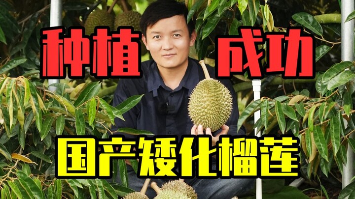 【水果猎人】重大突破！国产榴莲矮化成功！弯腰捡榴莲！