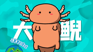 [Giant Salamander] The Chinese giant salamander is really better looking than the Japanese giant sal