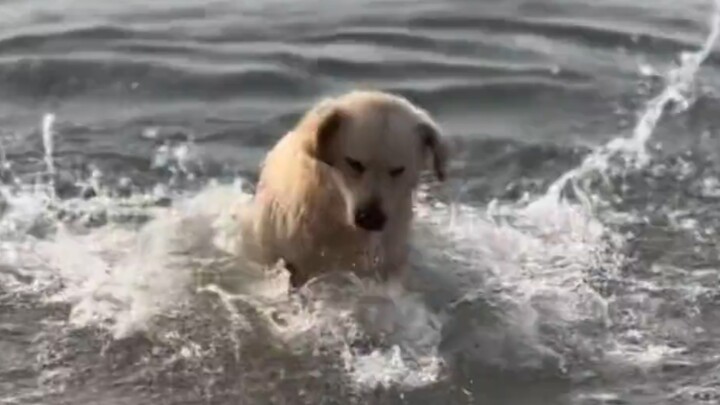 Dog Jiro's Summer