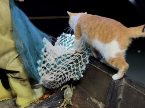 Saat semua orang tengah terlelap nyenyak, aku dan kucingku sedang menangkap kepiting