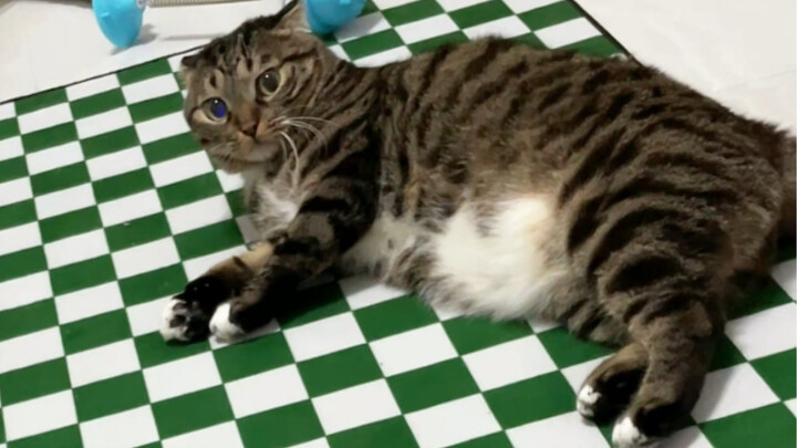 This is so obviously a scam! I didn’t even push him—he just fell down on his own!