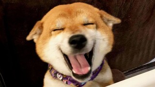 Funny Animals 😂 Funny Cats / Dogs - Funny animal videos 😺