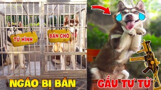 Thú Cưng Vlog | Ngáo Và Gấu Siêu Quậy #3 | Chó ngáo thông minh vui nhộn | Smart dog cute funny