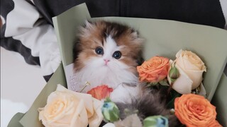 不止女孩子，男孩子也拒绝不了这个礼物吧！