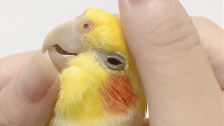 การเลี้ยงไก่แบบดื่มด่ำ