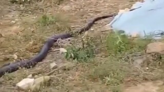 我想知道这到底是什么蛇？