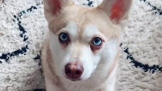 Did you think he’s changed much? justalittlepup