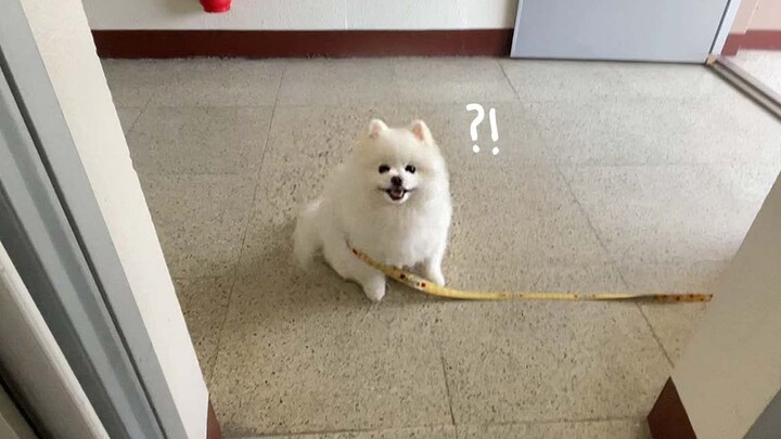 What will the little dog do when it sees its sister back from her trip?
