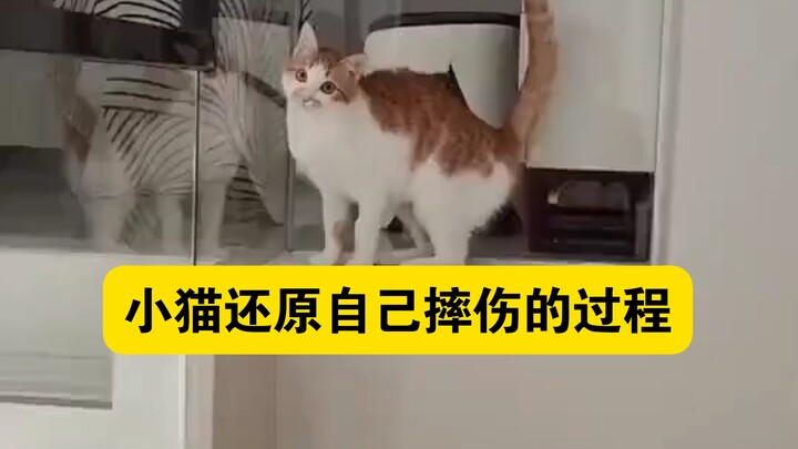 Kucing kecil merekonstruksi proses saat ia terjatuh dan terluka