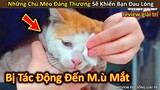 Hảo Hán Review Những Chú Mèo Đáng Thương Sẽ Khiến Bạn Khóc Vì Đau Lòng || Review Giải Trí Đời Sống